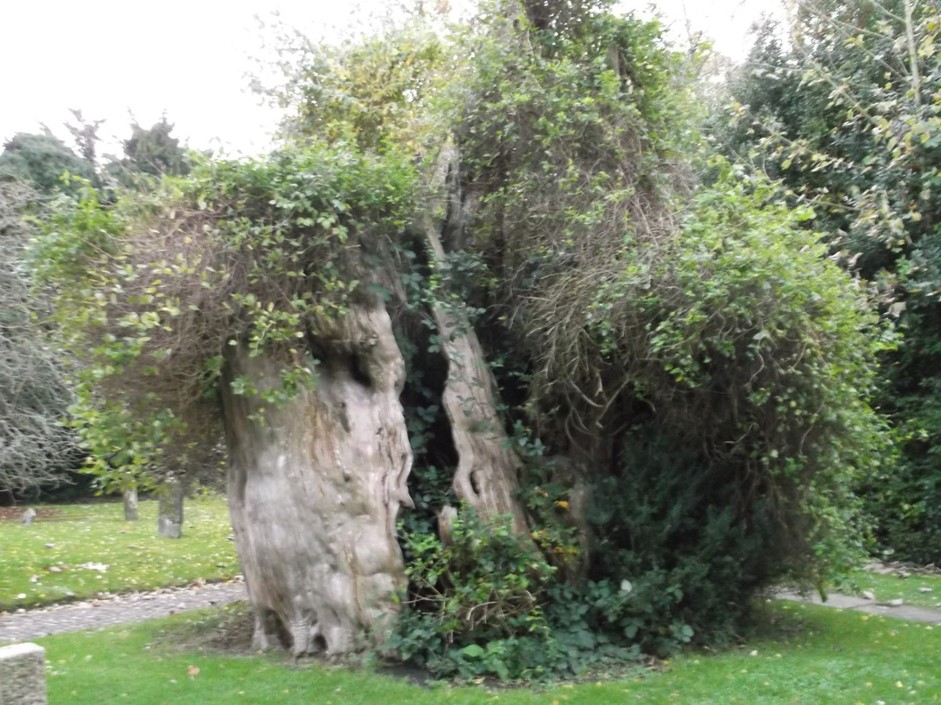 The Selborne Yew